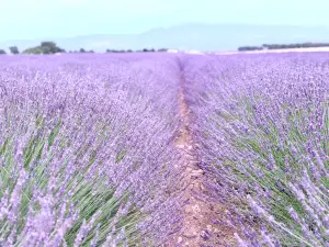 Valensole