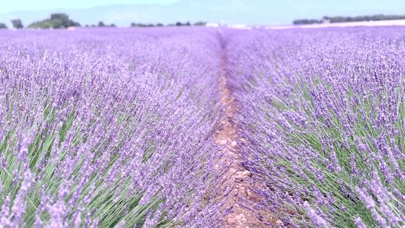 Valensole