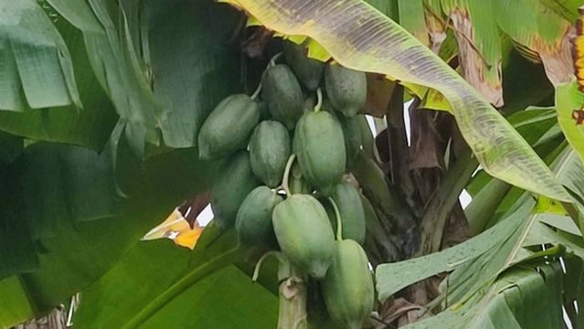 Donghai Island Thousand-Mu Ecological Park