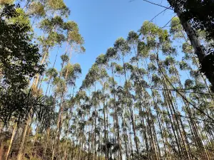 Parque Municipal da Pedra Montada