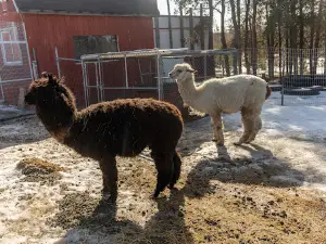 Rosborough's Funny Farm Ltd.