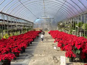 Country Flower Plant Farm
