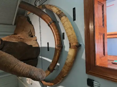 Natural History Museum at Tring