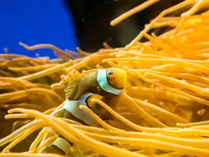 The Deep