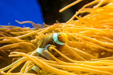 The Deep