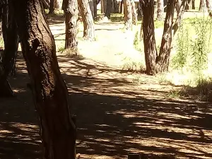 Bosque Energetico