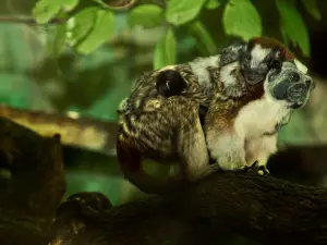 Zoologico de Barranquilla