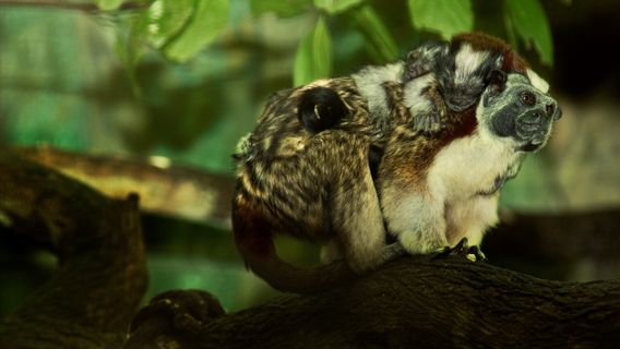 Zoologico de Barranquilla