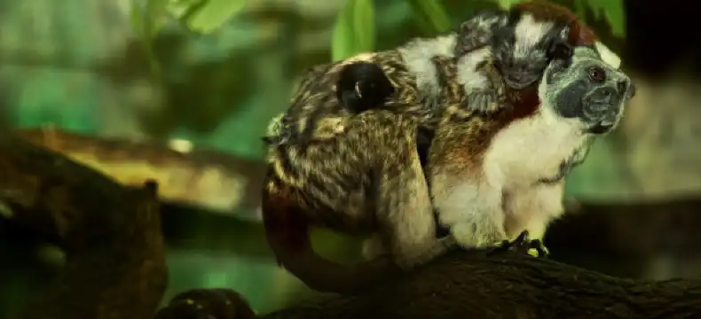 バランキージャ