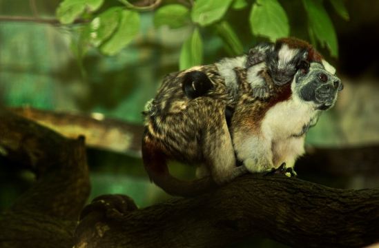 Zoologico de Barranquilla