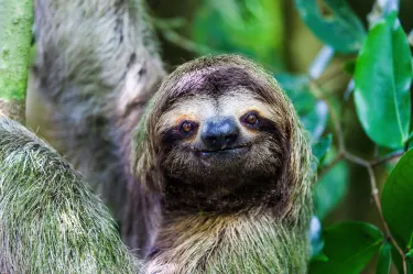 Cape Neddick