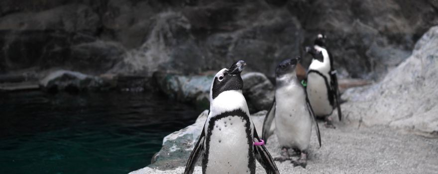 Pueblo Zoo