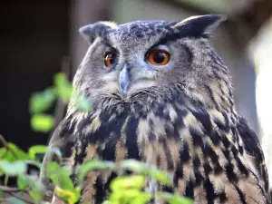 Wildwood Trust