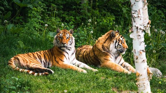 Zoo Sauvage de Saint-Félicien