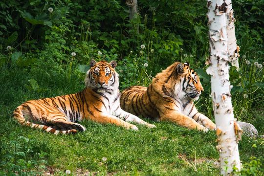 Zoo Sauvage de Saint-Félicien