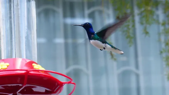 Yerettê - Home of the Hummingbird