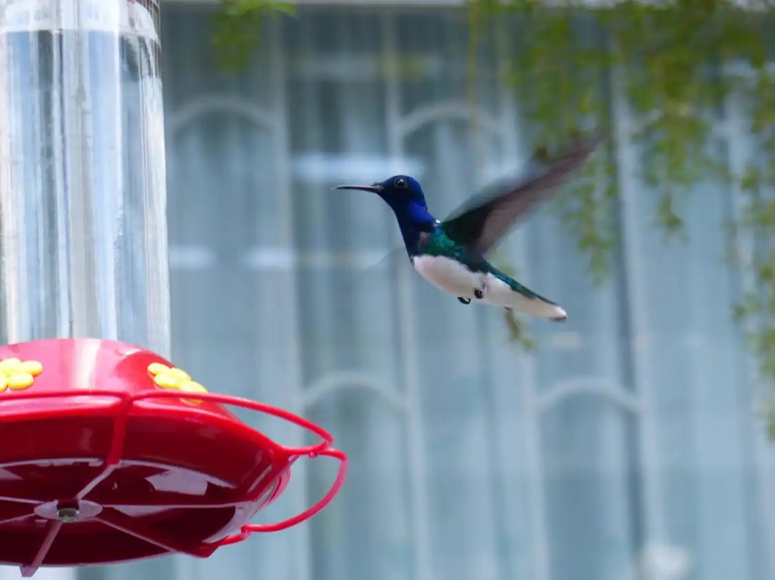 Hotels near Yerettê - Home of the Hummingbird