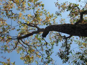 Phu Wiang National Park