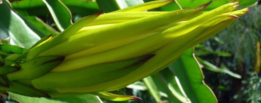 Red Fox Pittaya's Dragon Fruit Farm