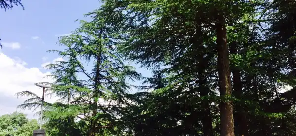 Hotels in Chail