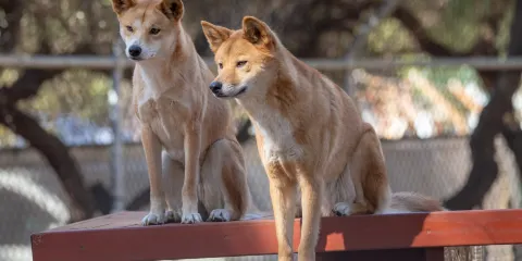 Bunbury Wildlife Park