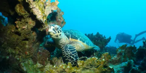 Abyss Centre de Plongee