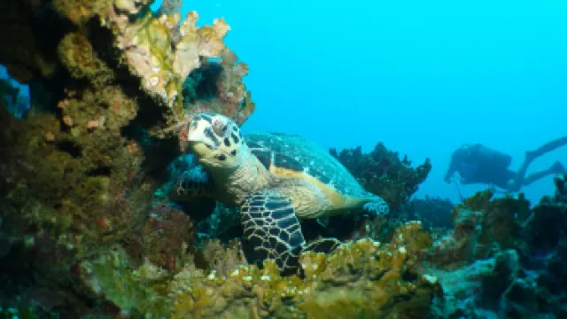 Abyss Centre de Plongee