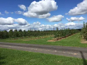 Belltown Hill Orchards