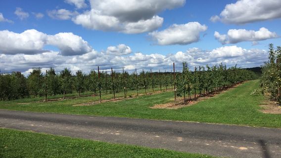 Belltown Hill Orchards