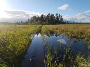 Treriksroysa