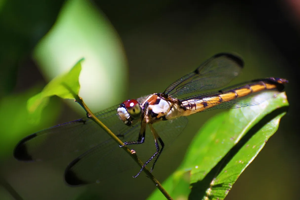 1_San Felasco Hammock Preserve State Park