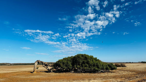 Greenough Wildlife & Bird Park