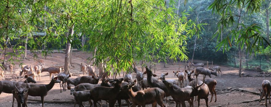 Abhayaranyam Kaprikkadu Ecotourism
