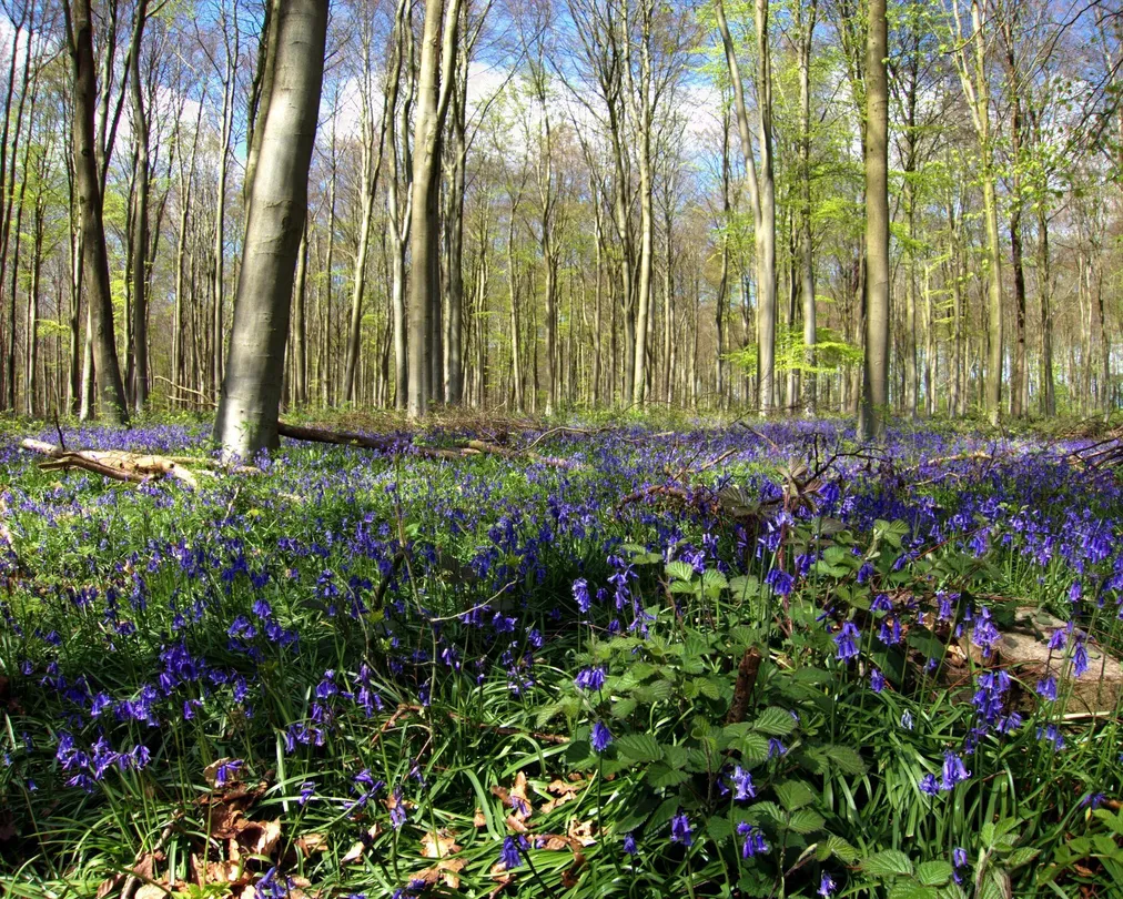 1_Blackwood Forest