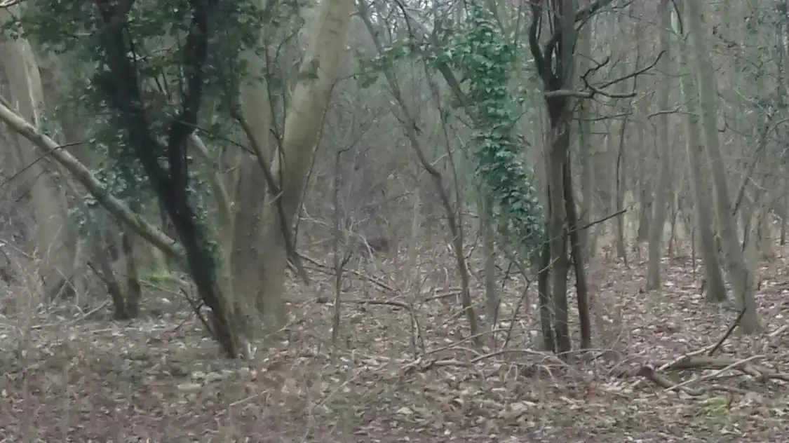 Hotels near Park Wood Nature Reserve