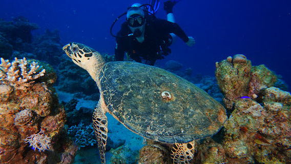 Eilat