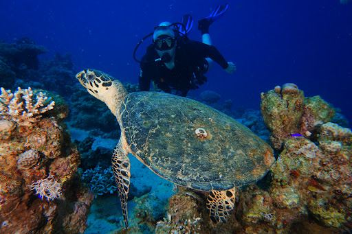 Marina Divers