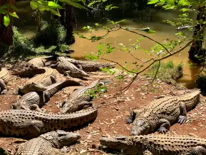 Crocodile Valley