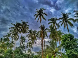 Walk Turicarami