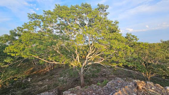 Zona Arqueológica Chaltún Há