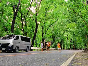 Almeida Man Made Forest