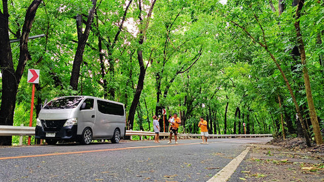 Almeida Man Made Forest