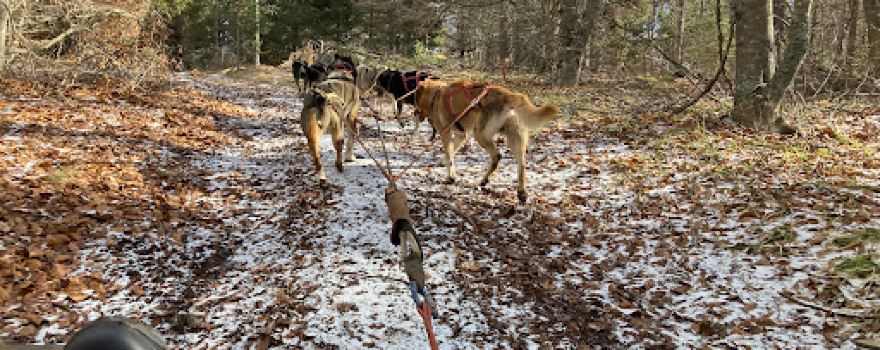 La grange des huskies