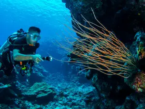 Pirate Diving Service & Guest House