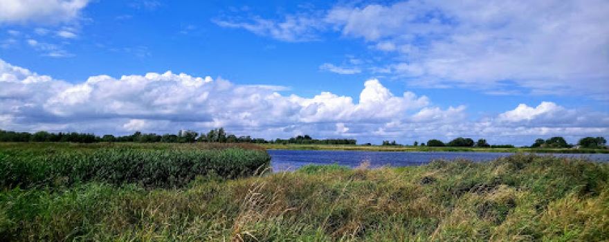 Ae's Woudbloem