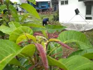 PLTD Balai Berkuak