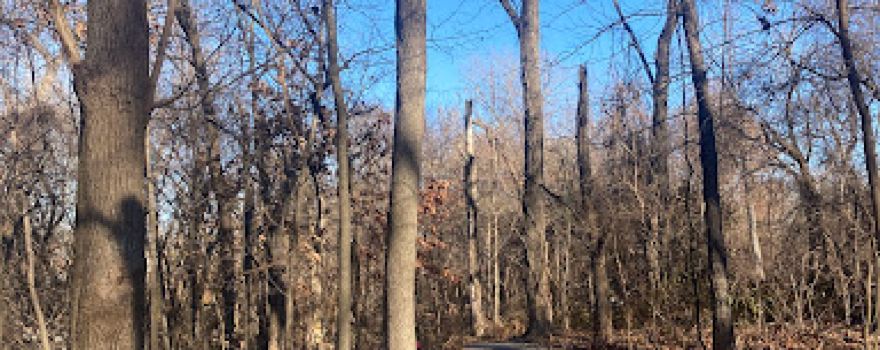 Ruth Park Nature Trail