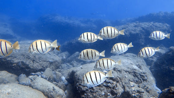 North Shore Dive Shop