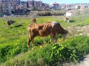 Sidi Ali Bounab