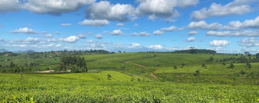 Thyolo Tea Estate